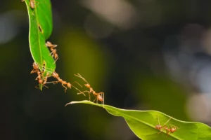 együttműködés kulcskompetencia